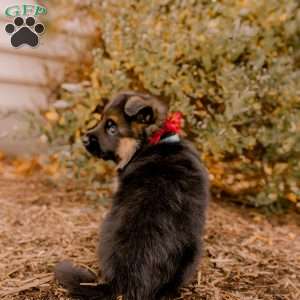 Sophie, German Shepherd Puppy